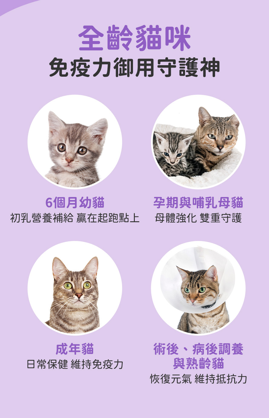 什麼貓咪適合吃免疫力升級版?